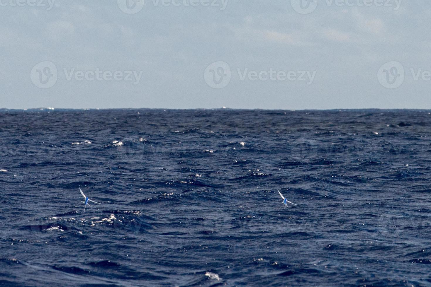 Flying Fish over blue ocean photo