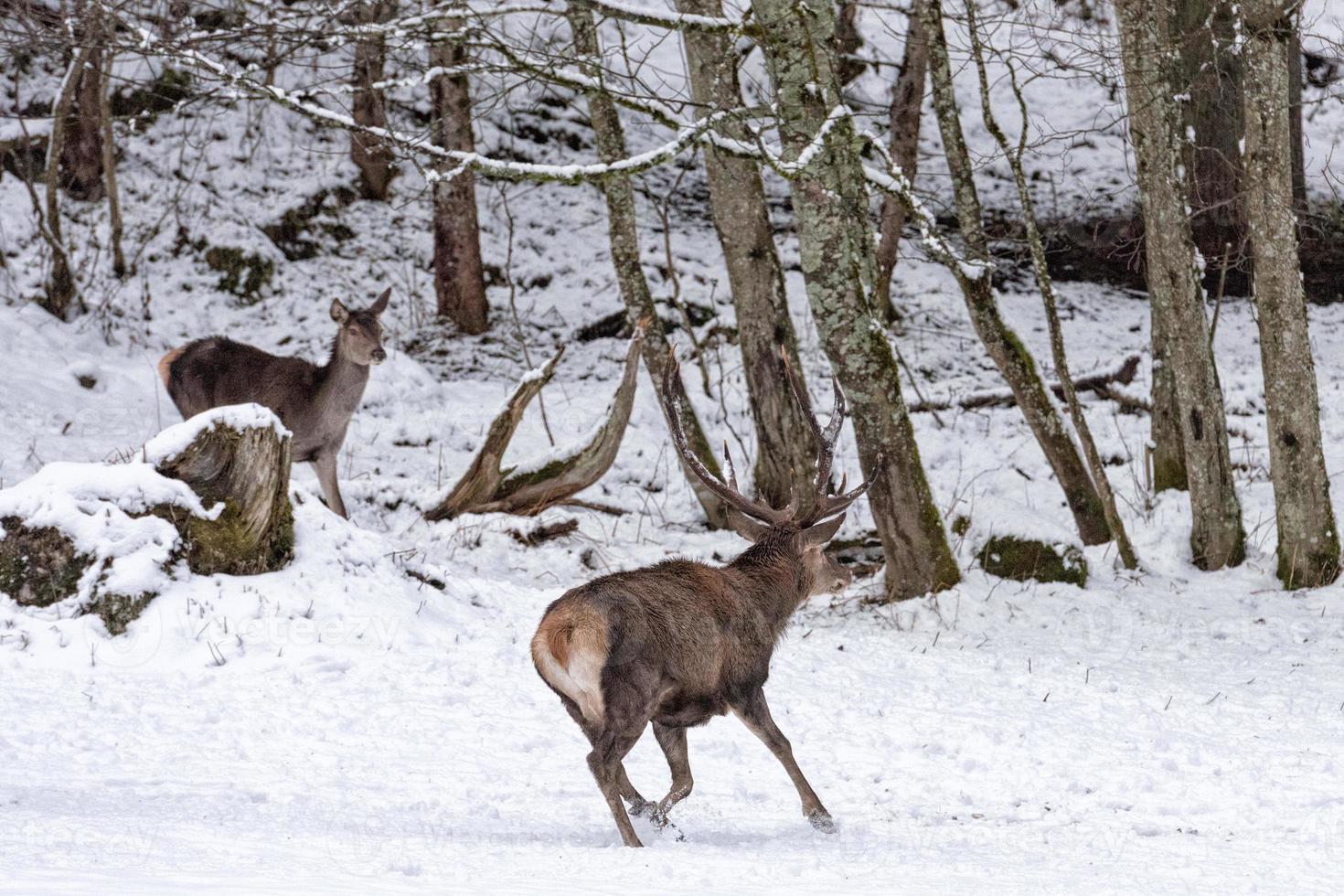 red deer on snow background photo