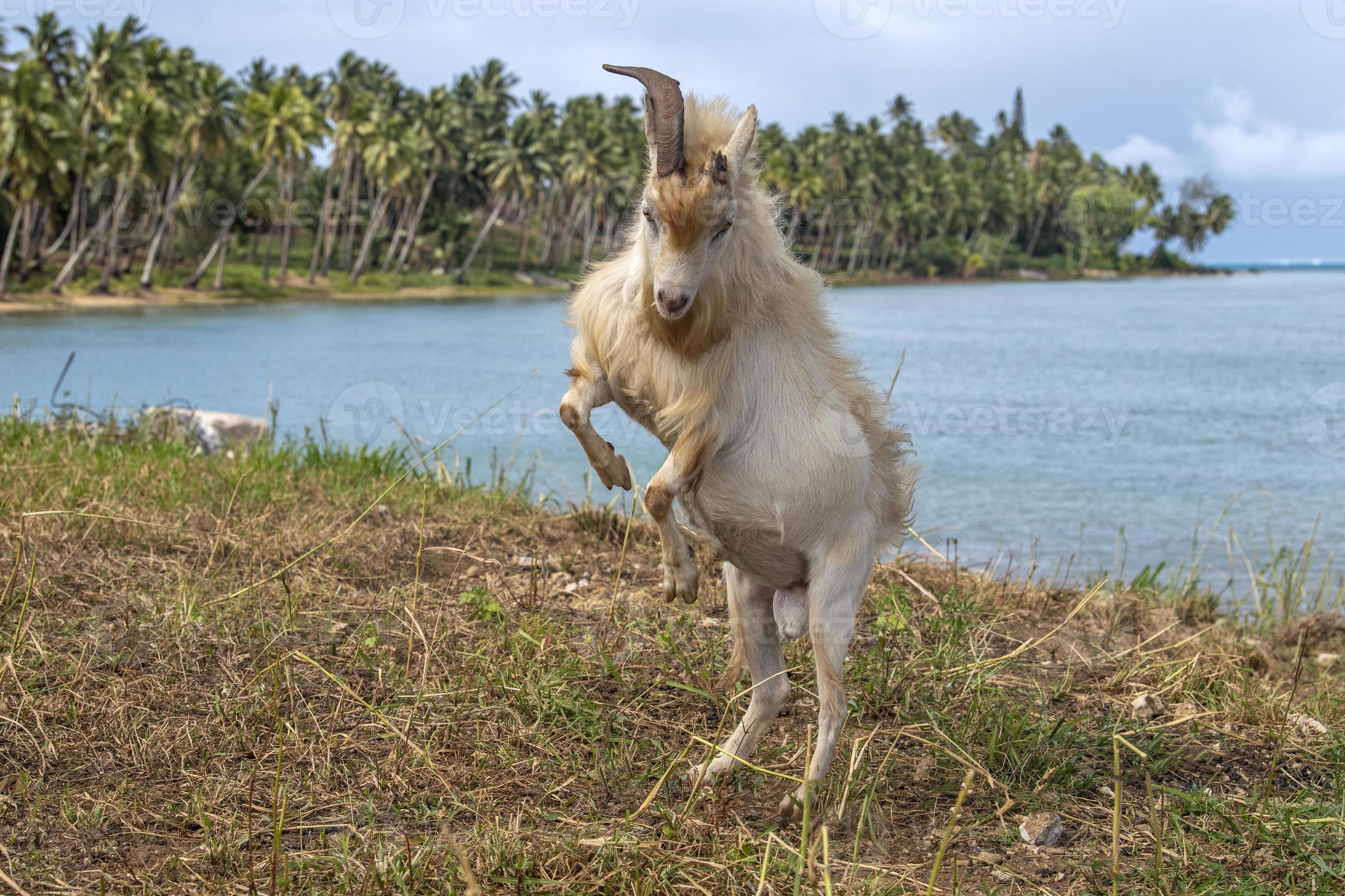 Goat charging attacking you 12192705 Stock Photo at Vecteezy