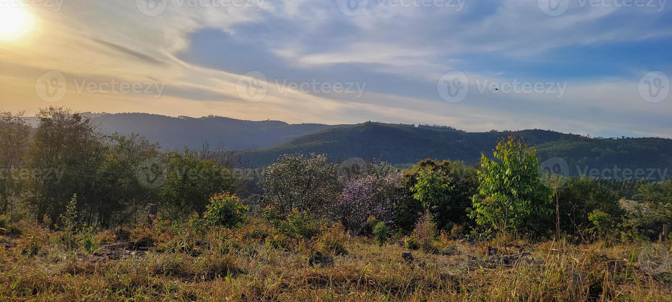 granja de plantaciones de eucalipto en un día soleado en el campo de brasil en camino de tierra foto