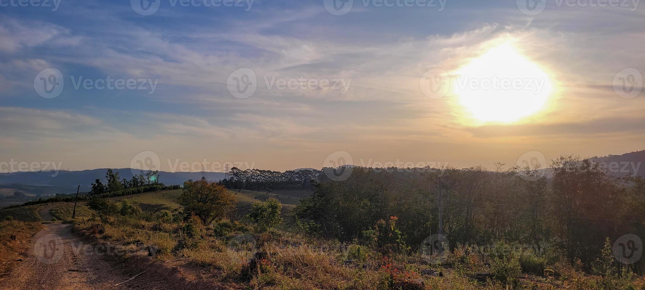 eucalyptus plantation farm in sunny day in brazil countryside on dirt road photo