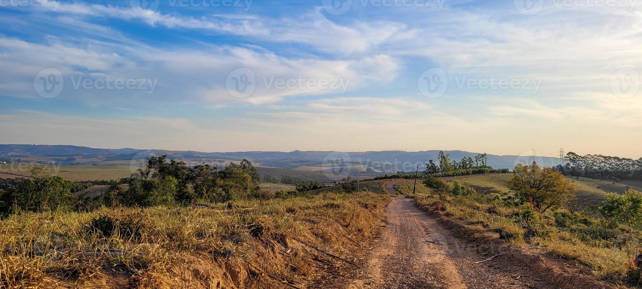 eucalyptus plantation farm in sunny day in brazil countryside on dirt road photo