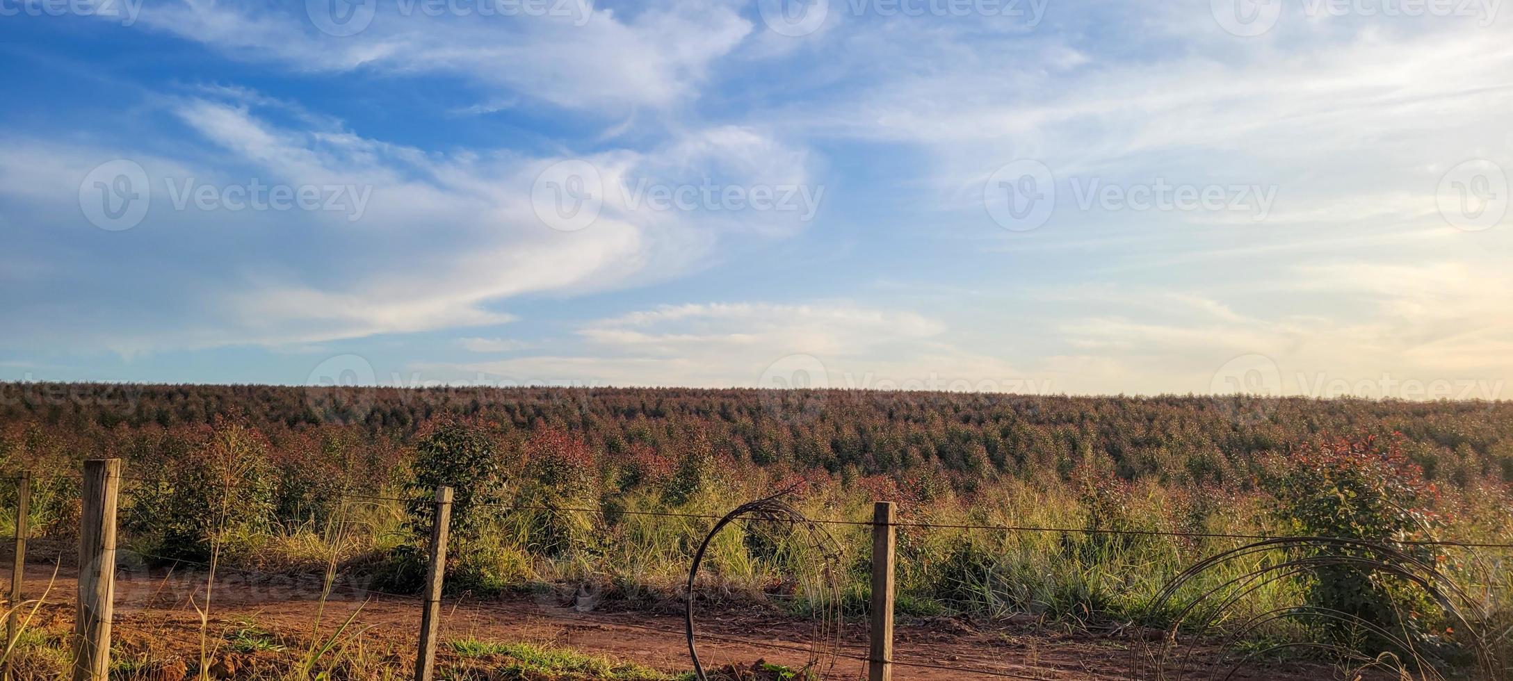 eucalyptus harvest on a farm in the interior of Brazil photo