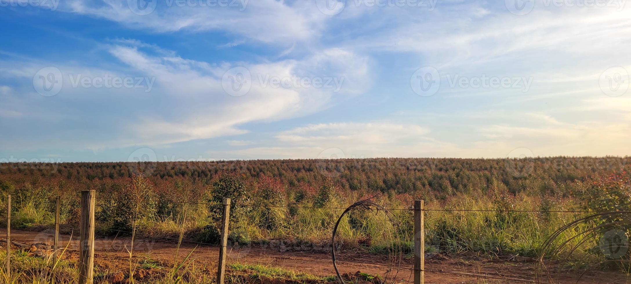 eucalyptus harvest on a farm in the interior of Brazil photo