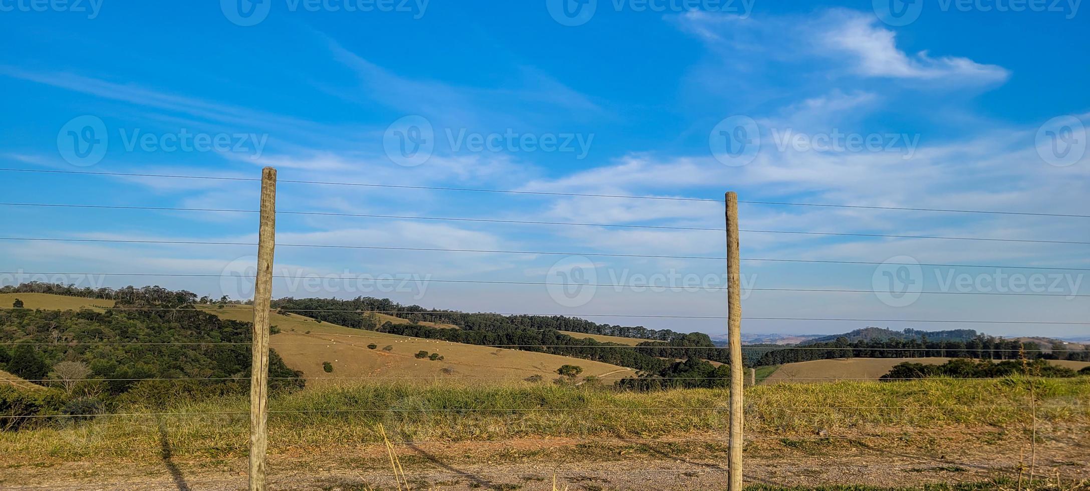 rural nature landscape in the interior of Brazil in a eucalyptus farm in the middle of nature photo