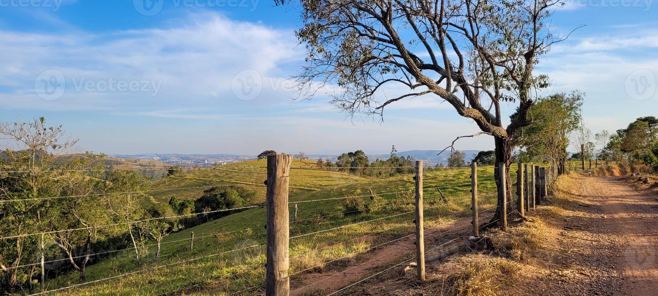 rural nature landscape in the interior of Brazil in a eucalyptus farm in the middle of nature photo