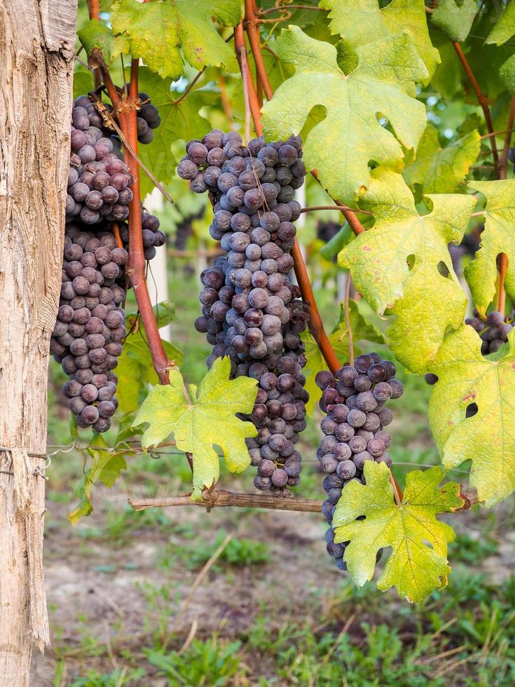 Red wine grapes on vineyard, vertical photo