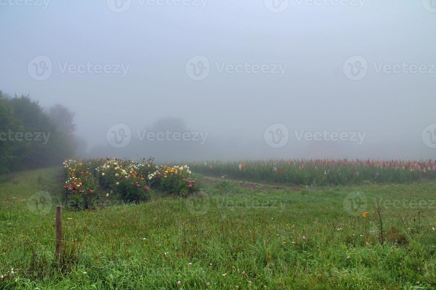 View of an agriculturally used field with green grass. photo