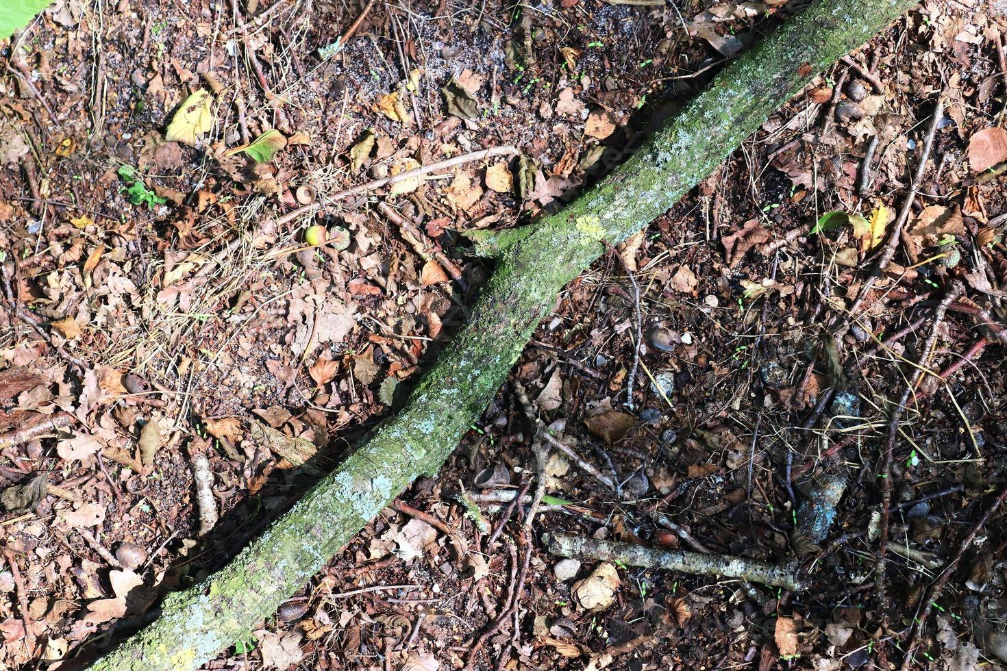 Detailed close up view on a forest ground texture with moss and branches photo