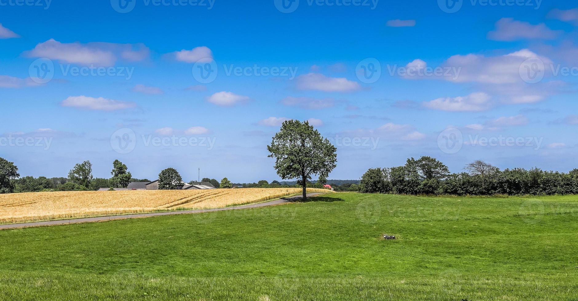 View of an agriculturally used field with green grass. photo