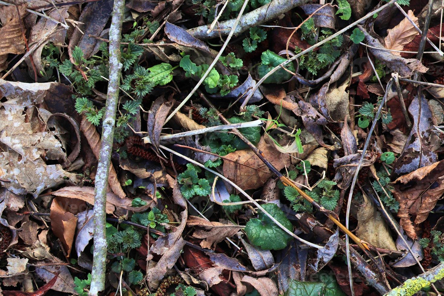 Detailed close up view on a forest ground texture with moss and branches photo