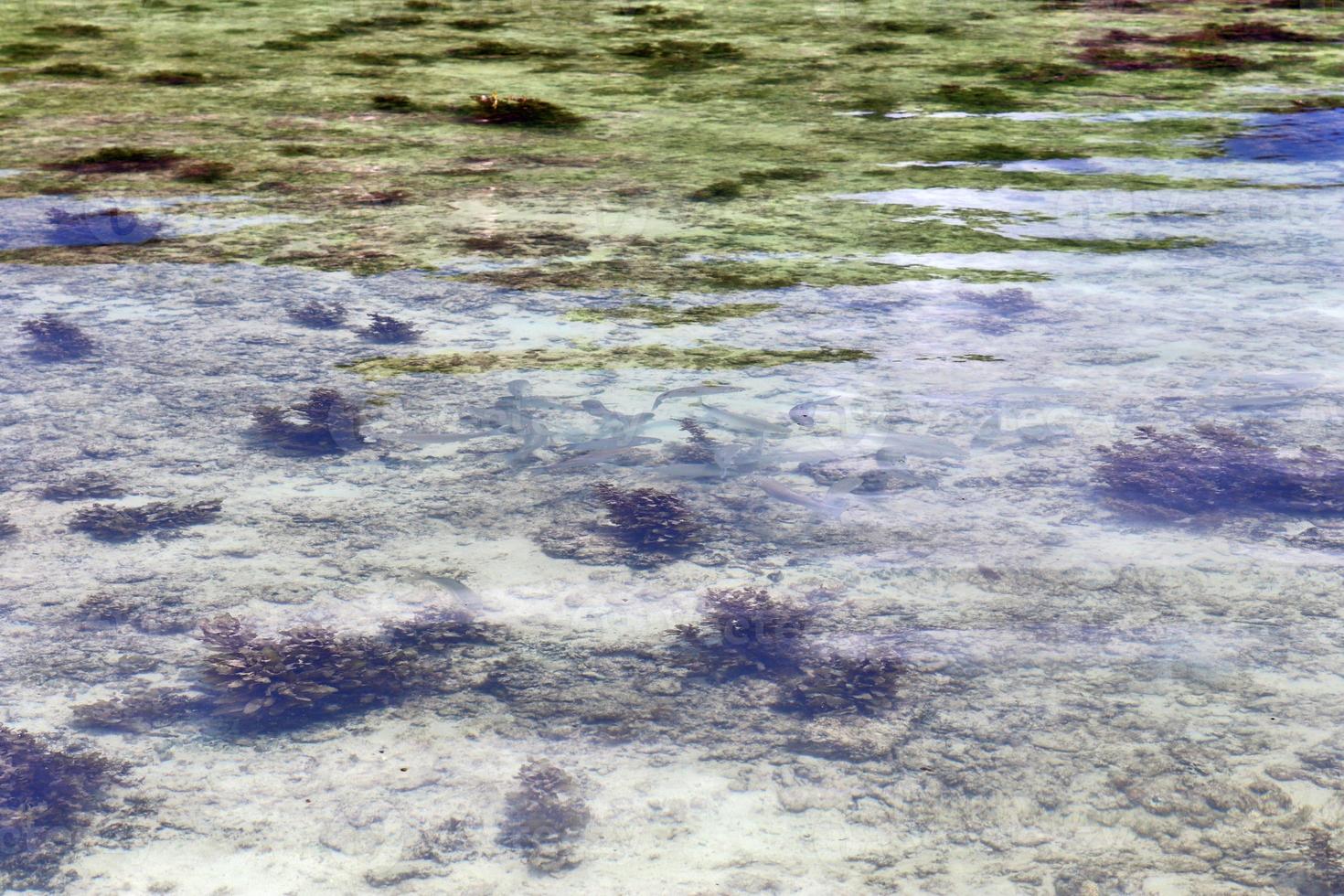 Colorful seabed shots taken at the beaches of the Seychelles islands photo