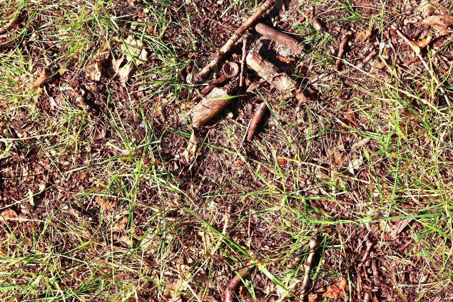 Detailed close up view on a forest ground texture with moss and branches photo