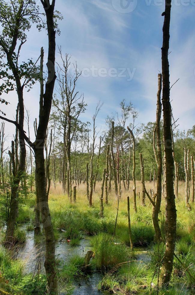 Beautiful view into a dense green forest with bright sunlight casting deep shadow photo