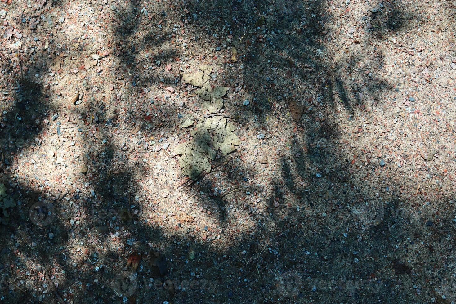 vista detallada de cerca en una textura de suelo forestal con musgo y ramas foto