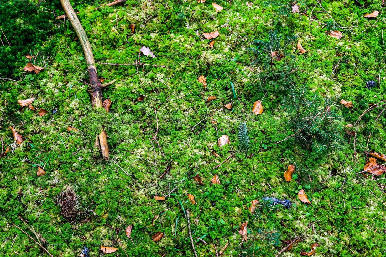 Detailed close up view on a forest ground texture with moss and branches photo