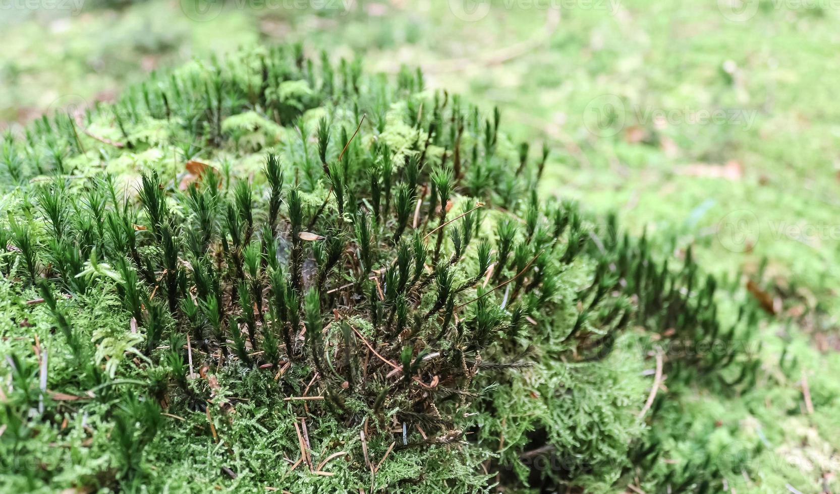 Detailed close up view on a forest ground texture with moss and branches photo