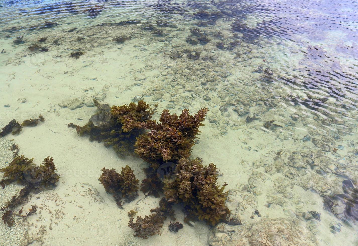 Colorful seabed shots taken at the beaches of the Seychelles islands photo