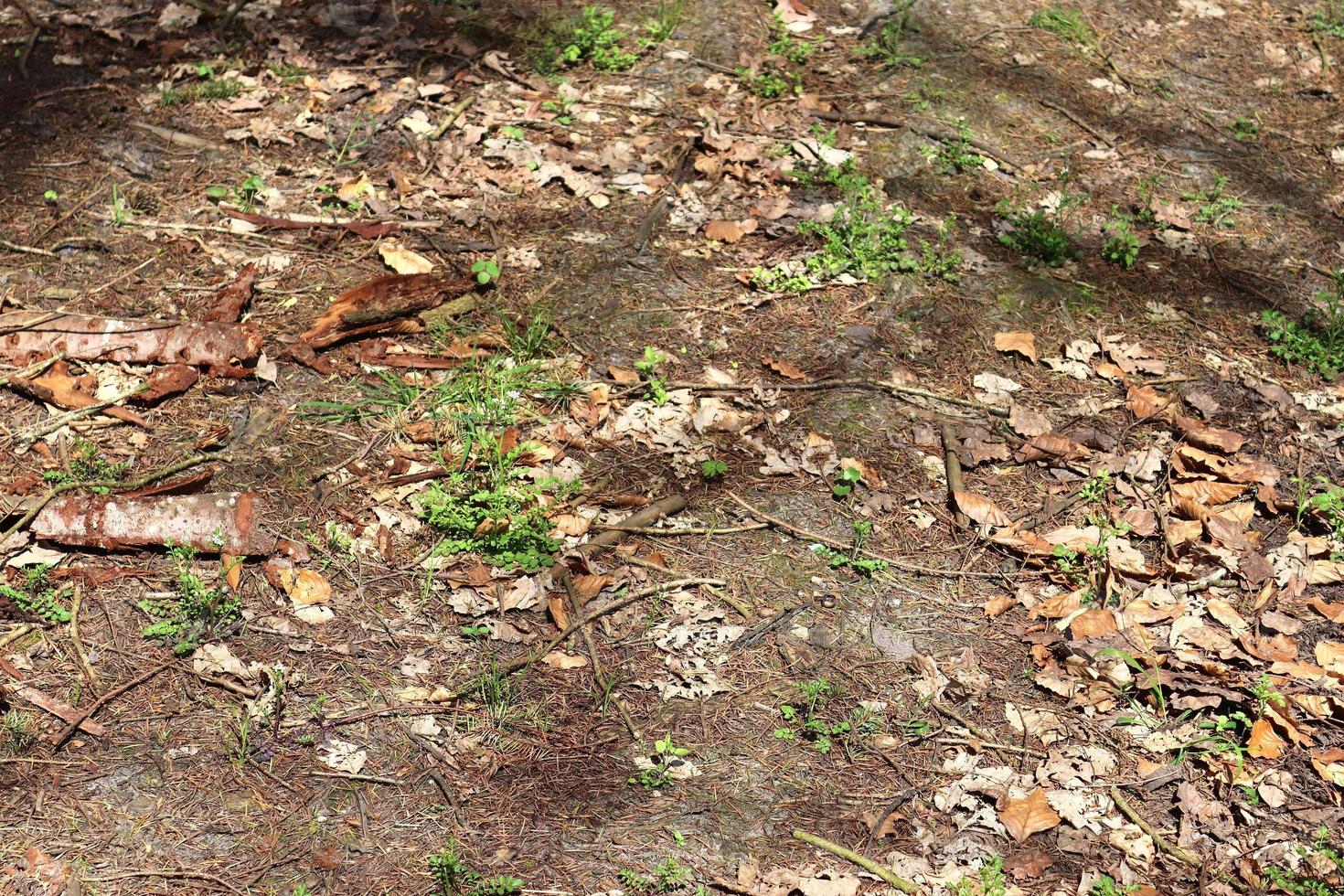 Detailed close up view on a forest ground texture with moss and branches photo