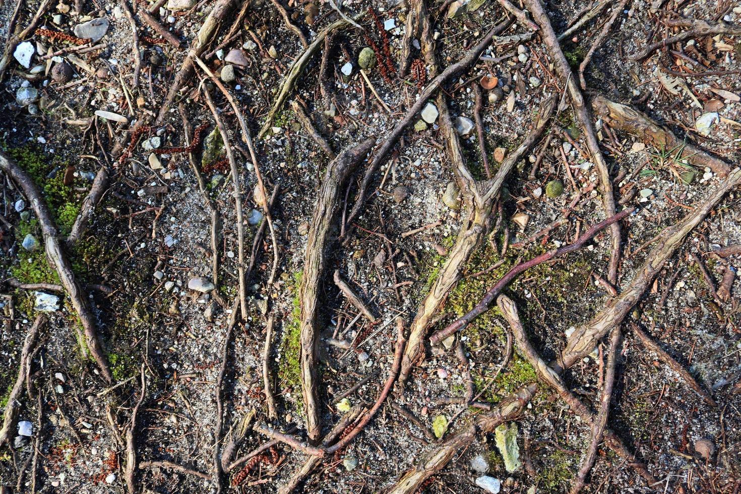 Detailed close up view on a forest ground texture with moss and branches photo