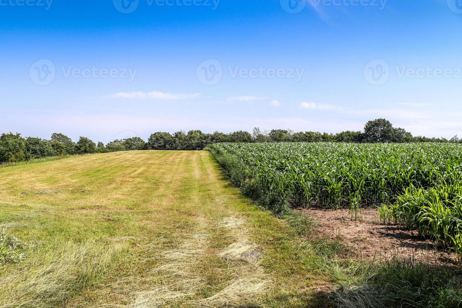 View of an agriculturally used field with green grass. photo