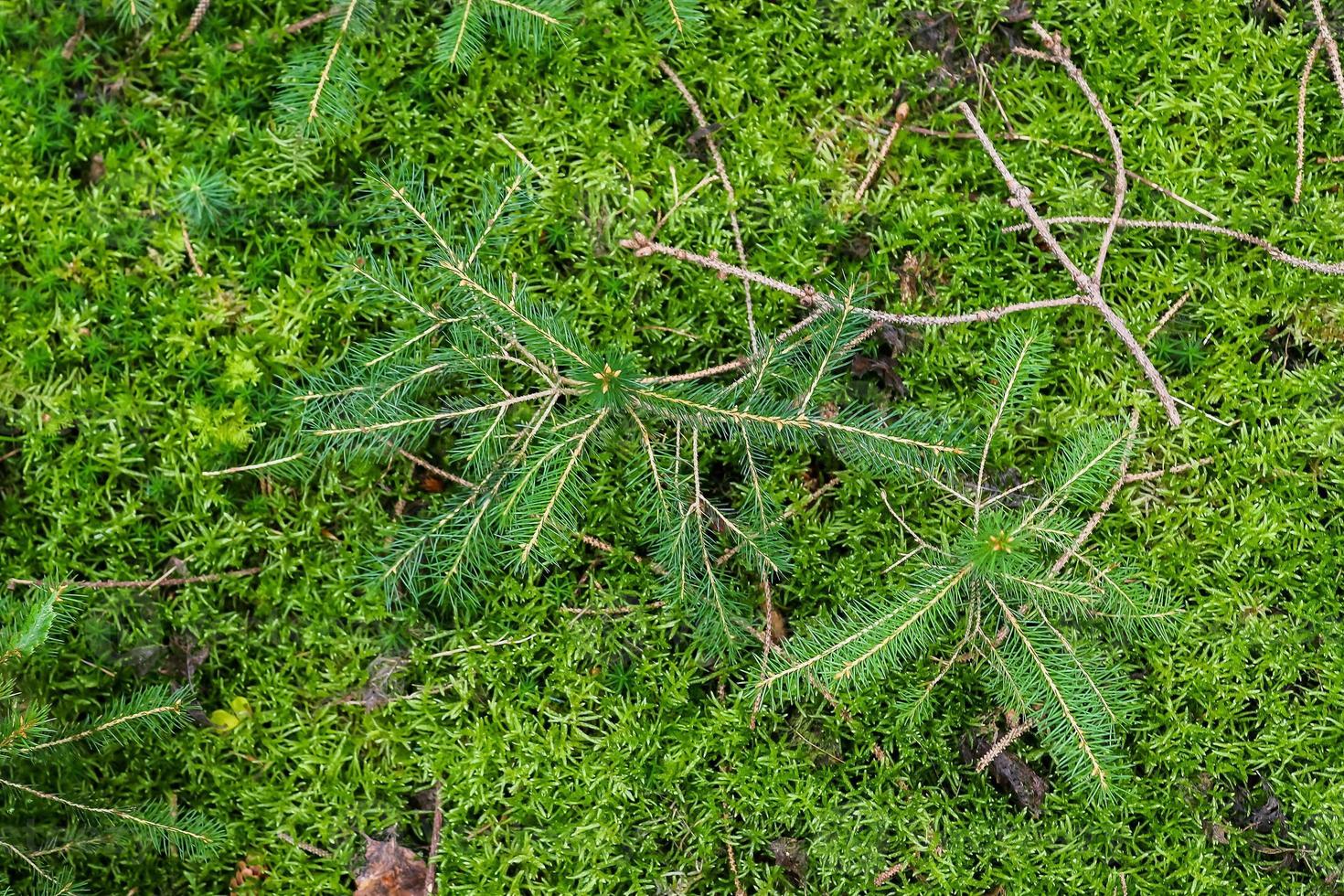 Detailed close up view on a forest ground texture with moss and branches photo