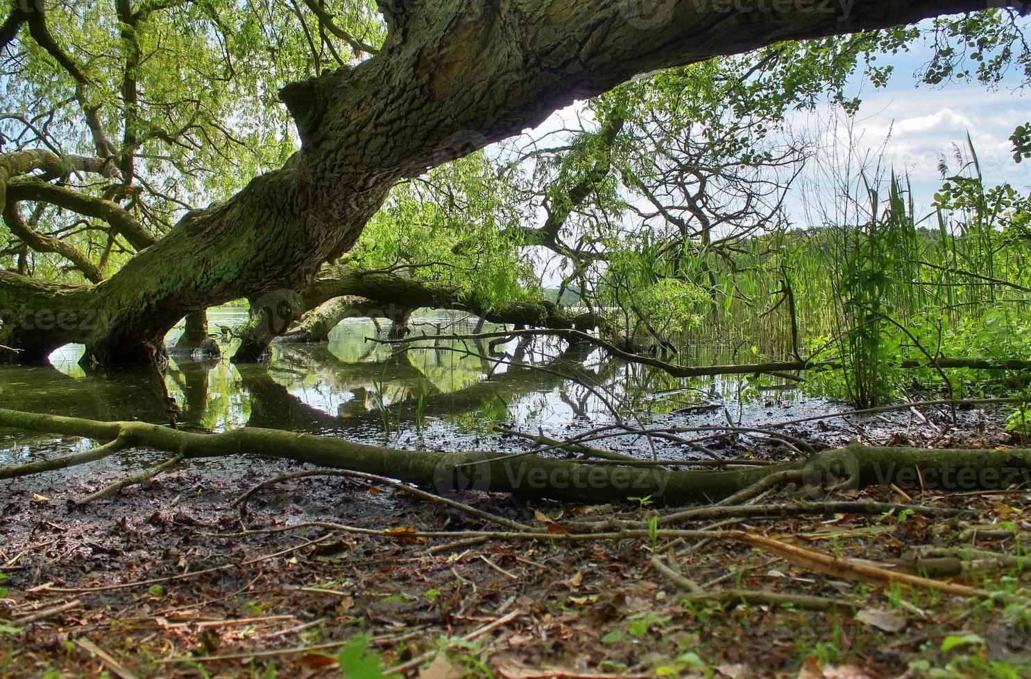 Beautiful view into a dense green forest with bright sunlight casting deep shadow photo