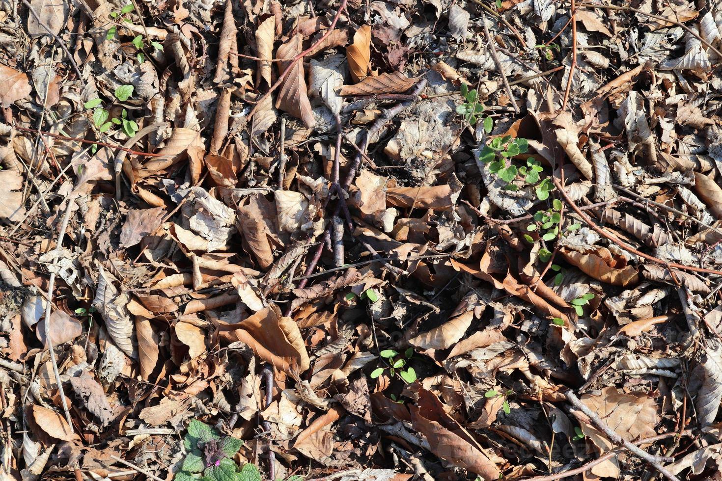 Detailed close up view on a forest ground texture with moss and branches photo
