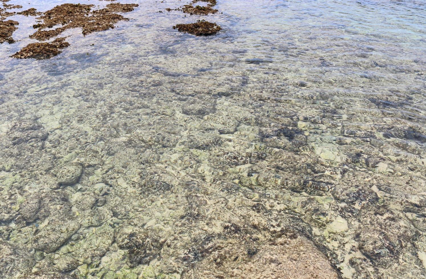 Colorful seabed shots taken at the beaches of the Seychelles islands photo