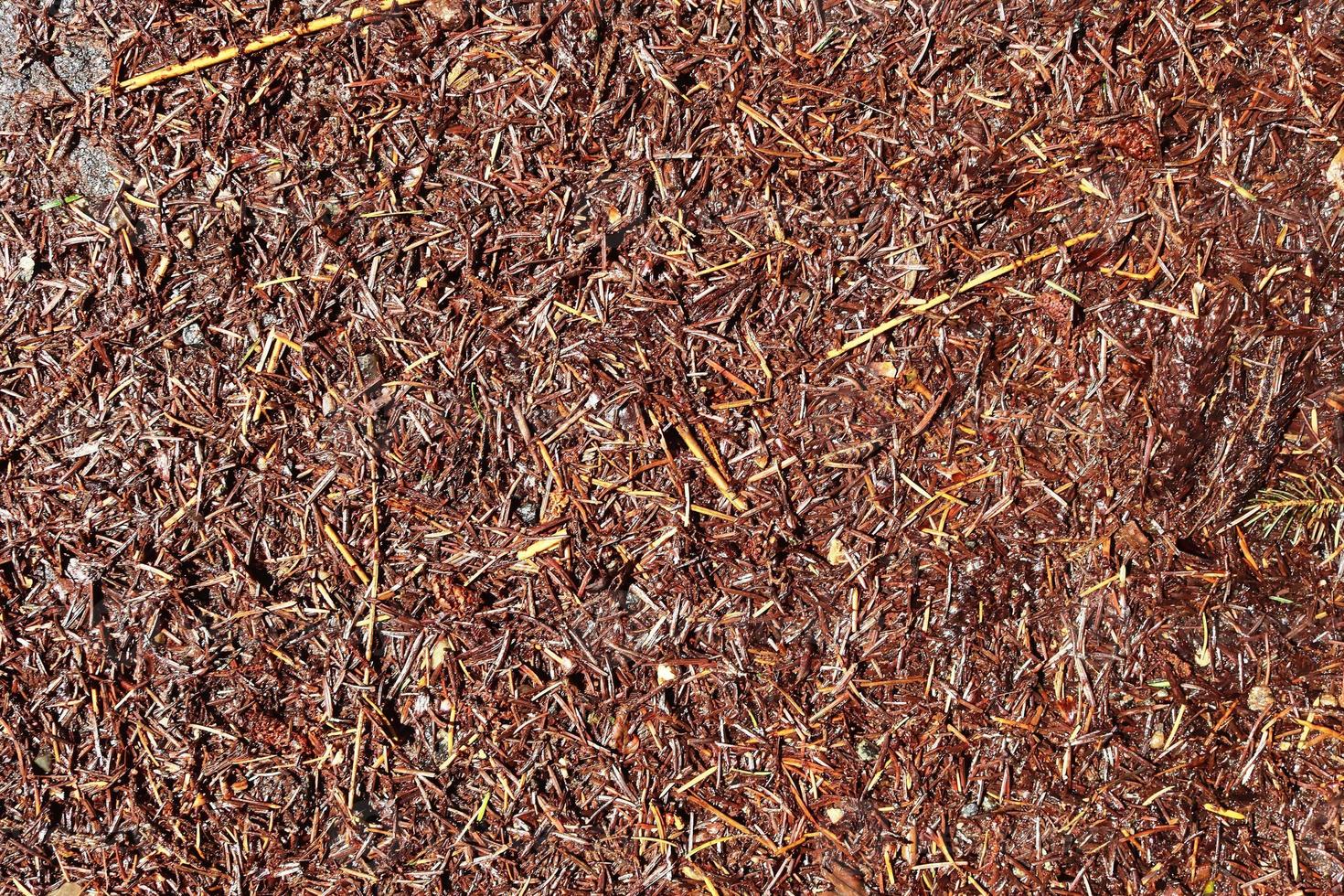 Detailed close up view on a forest ground texture with moss and branches photo