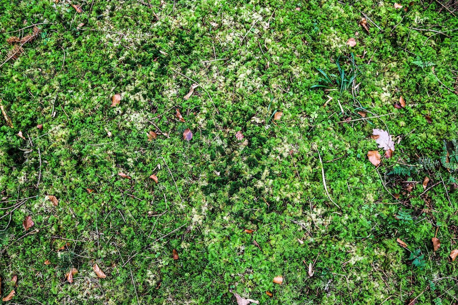 Detailed close up view on a forest ground texture with moss and branches photo