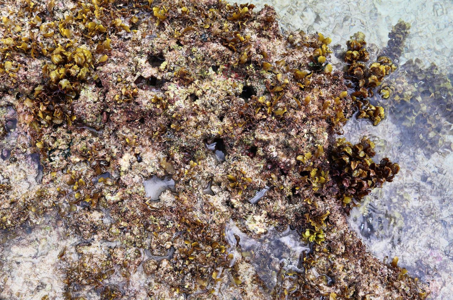 Colorful seabed shots taken at the beaches of the Seychelles islands photo