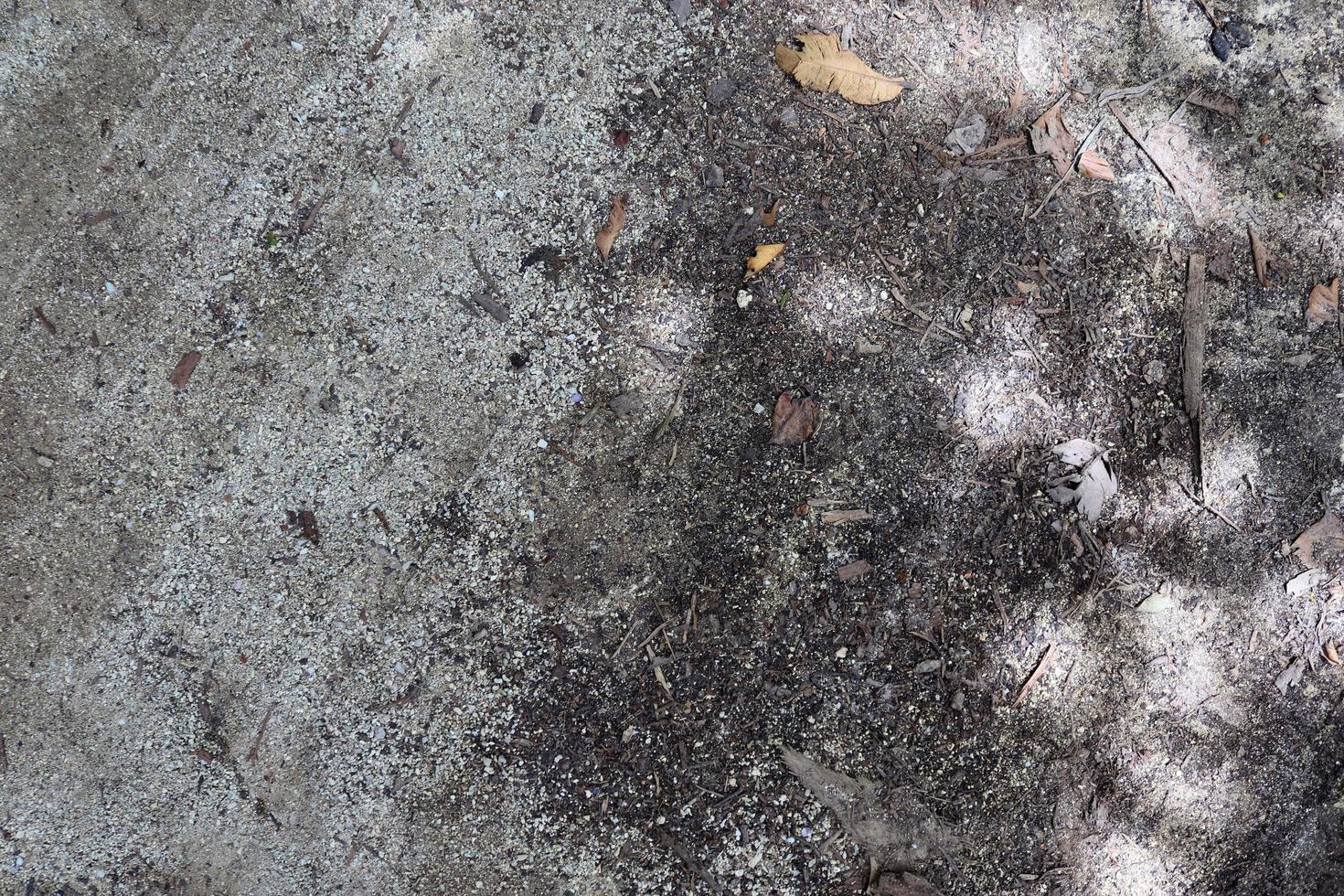 Detailed close up view on a forest ground texture with moss and branches photo