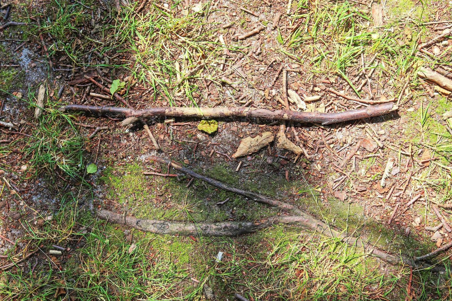 Detailed close up view on a forest ground texture with moss and branches photo