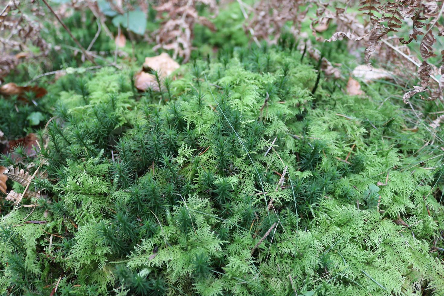 Detailed close up view on a forest ground texture with moss and branches photo