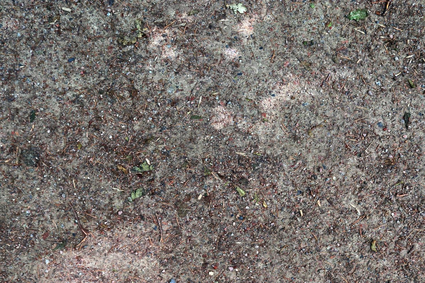 Detailed close up view on a forest ground texture with moss and branches photo