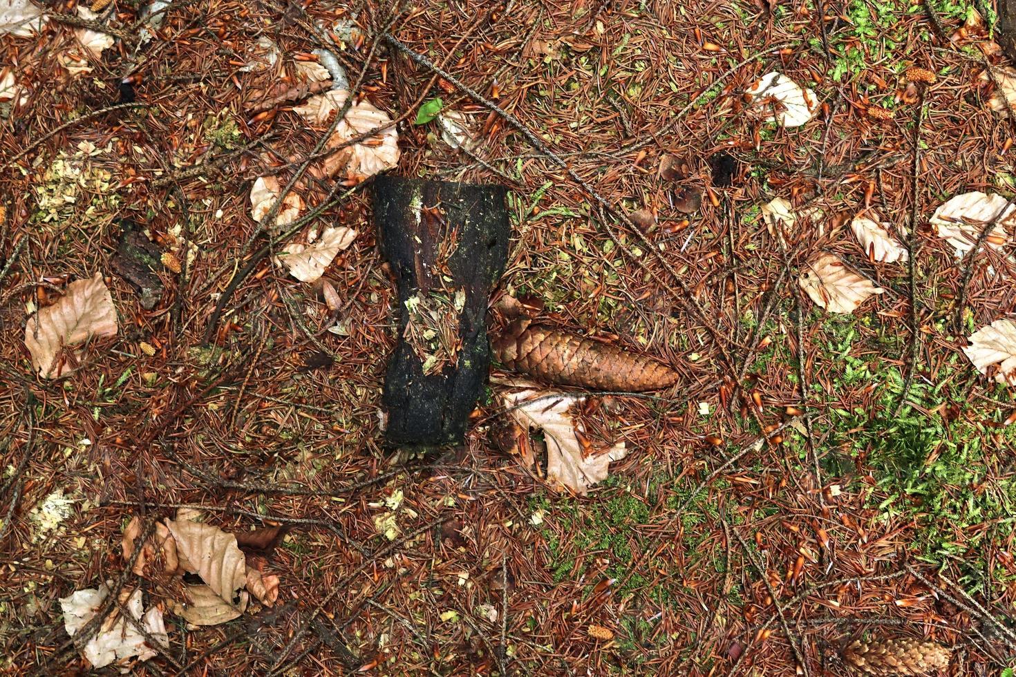 Detailed close up view on a forest ground texture with moss and branches photo