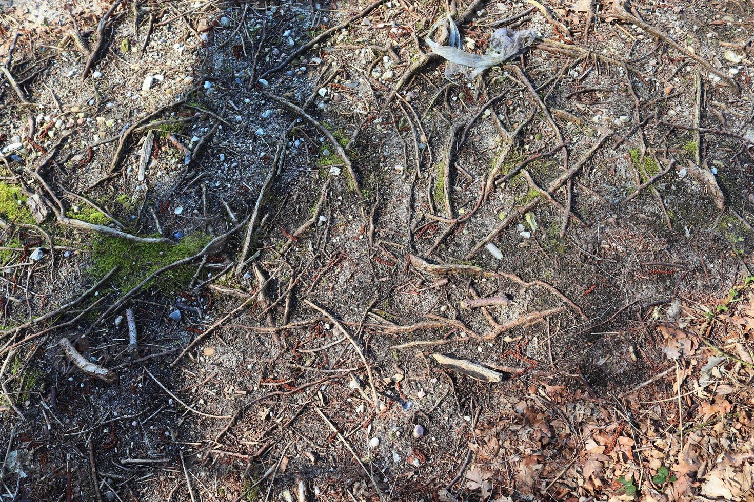 Detailed close up view on a forest ground texture with moss and branches photo