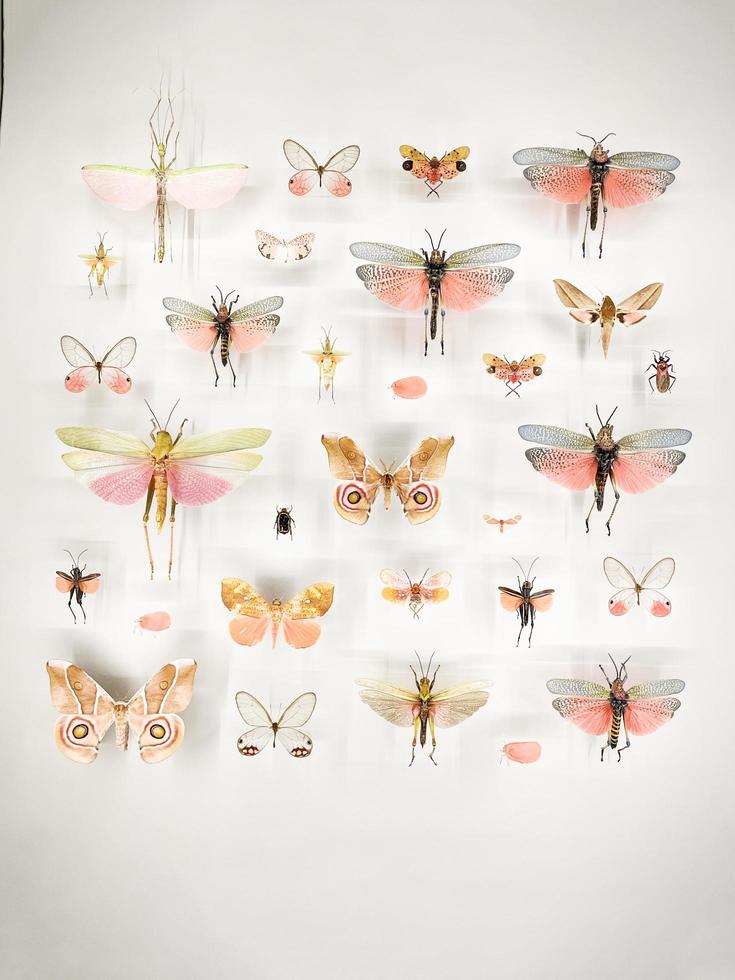 Wide assortment of beautiful butterflies in a glass case at a museum photo