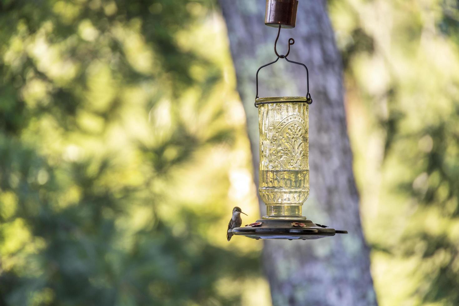 Little hummingbird sitting on a bird feeder photo