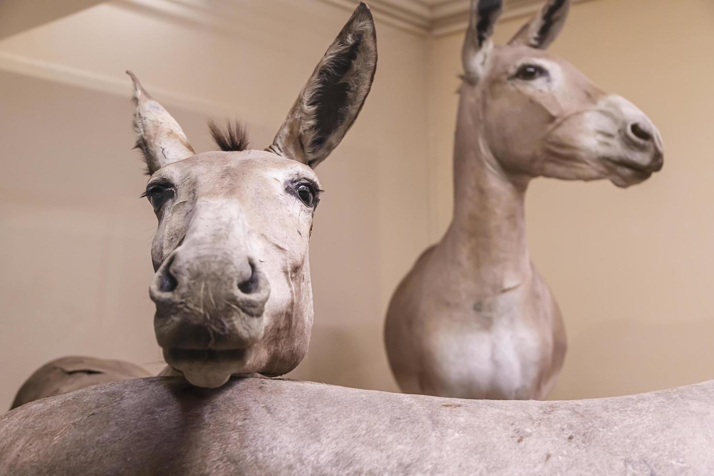 Stuffed donkeys in a glass enclosure at a museum photo