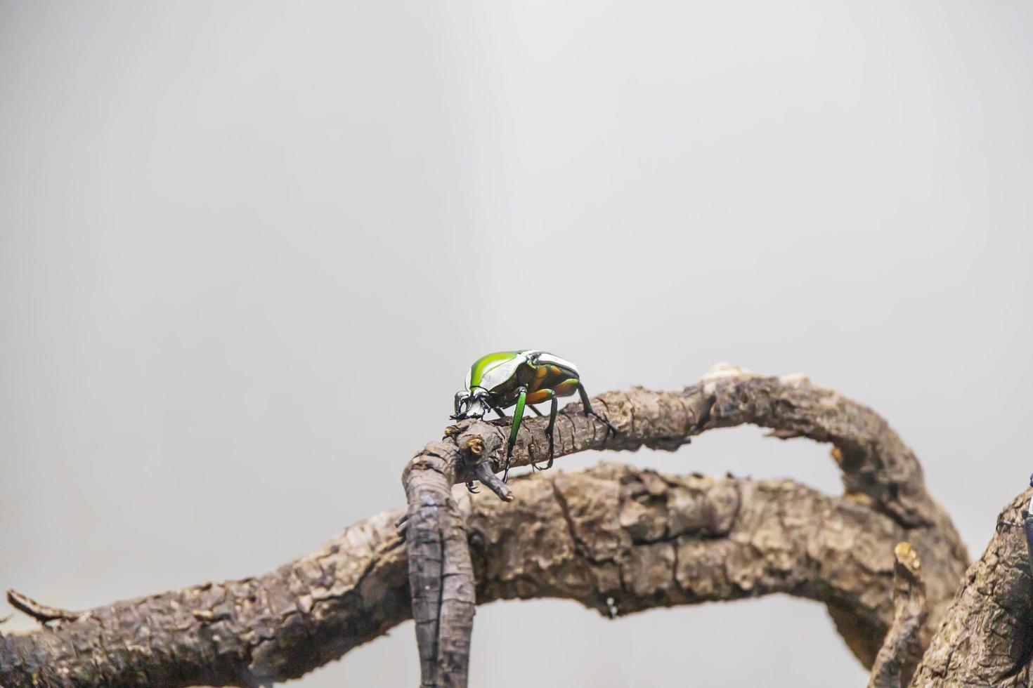 Colorful blue and green beetle climbing on a tree branch photo