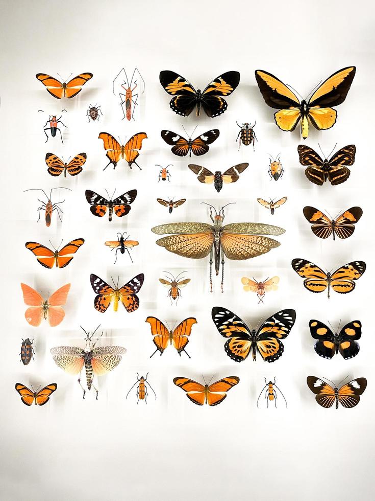amplia variedad de hermosas mariposas en una vitrina en un museo foto