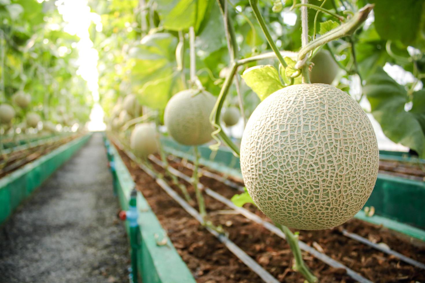 Agriculture concept. Melon farm in large greenhouses. Use modern technology to grow plants that are non-toxic. Modern Agriculture, Smart Farm photo