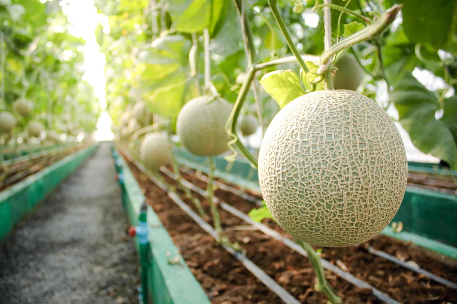 concepto de agricultura. granja de melones en grandes invernaderos. utilizar tecnología moderna para cultivar plantas que no sean tóxicas. agricultura moderna, granja inteligente foto