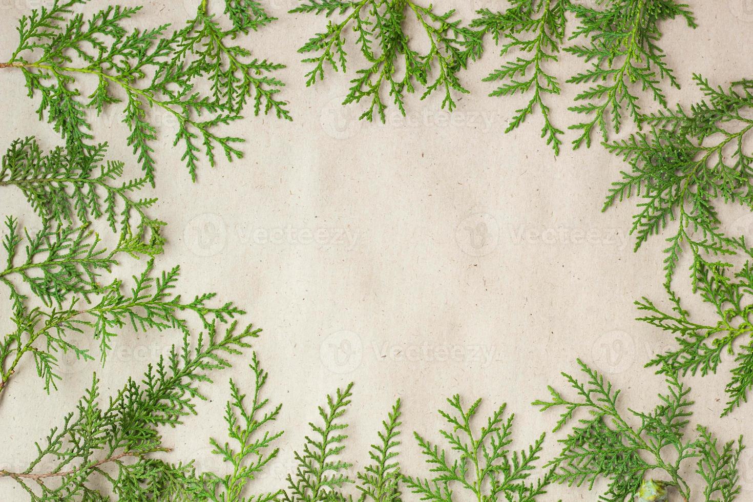 Green thuja tree branches frame on beige rustic background. photo