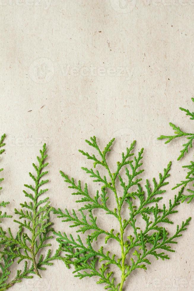 Green thuja tree branches frame on beige rustic background. photo