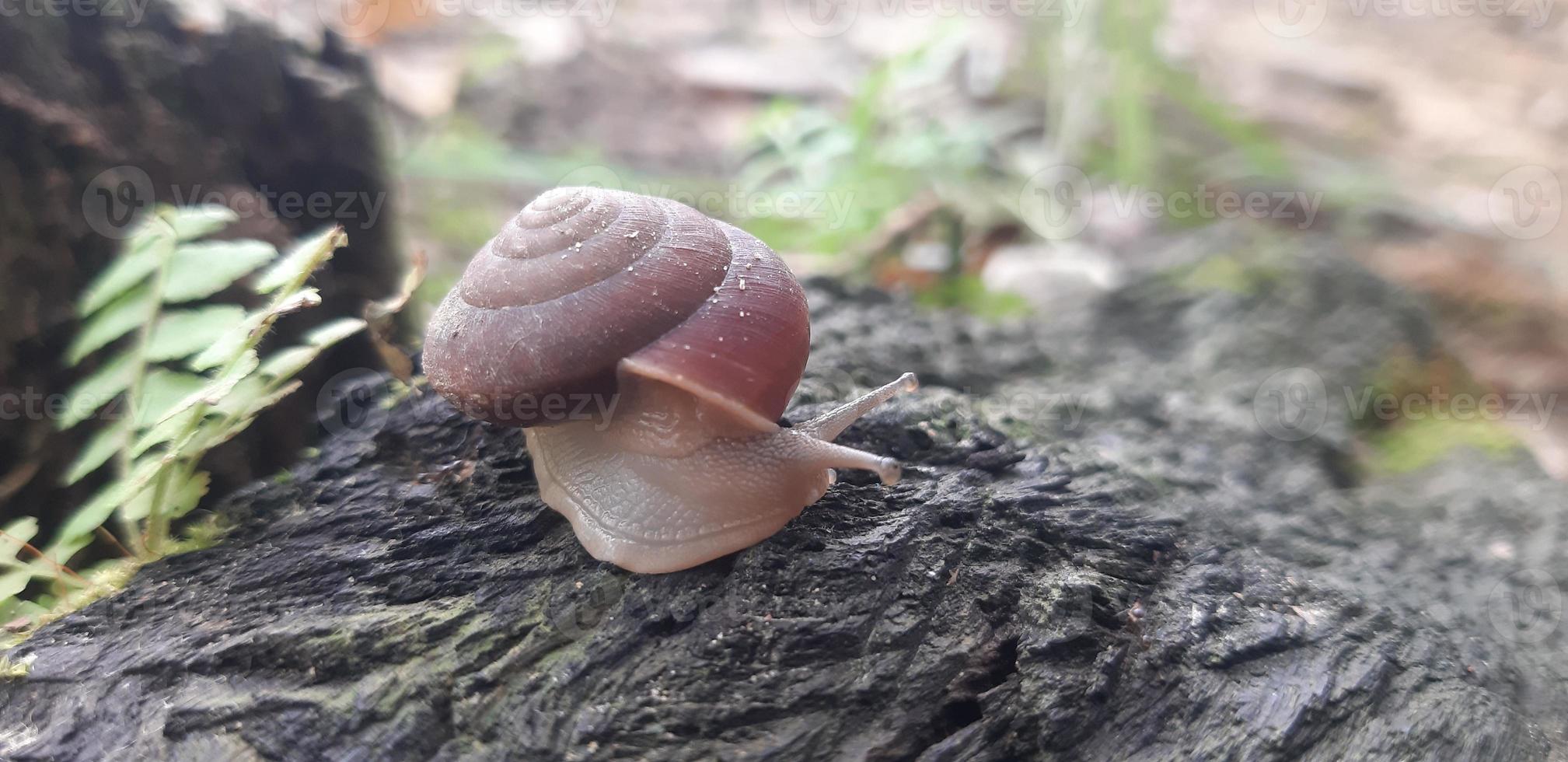 foto de un caracol en madera.