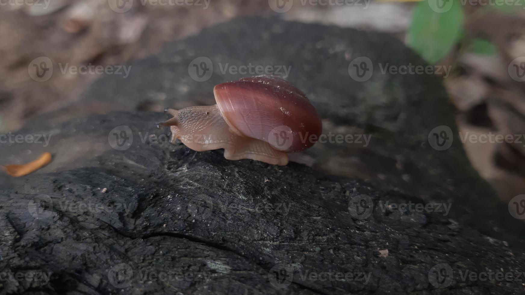 foto de un caracol en madera.