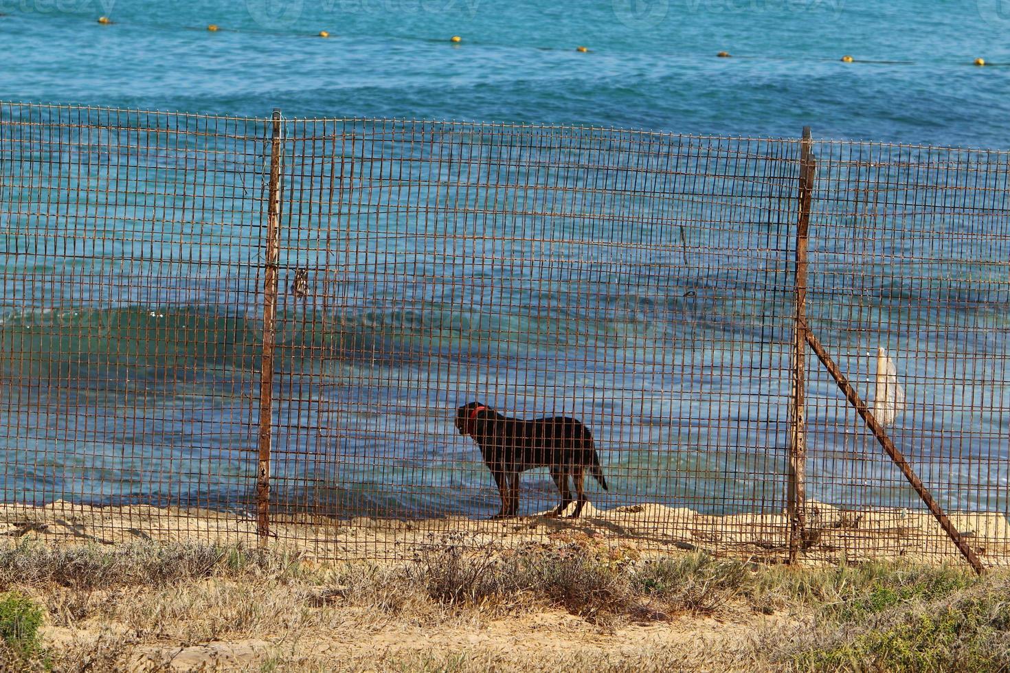 Fence in the city park on the shores of the Mediterranean Sea. photo